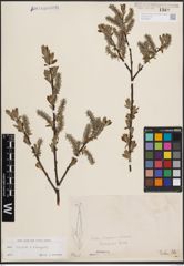 Foto von Salix caprea L. x Salix eleagnos Scop.